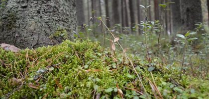 Close-up of a forest floor with lush green moss and various plants creating a serene nature scene.