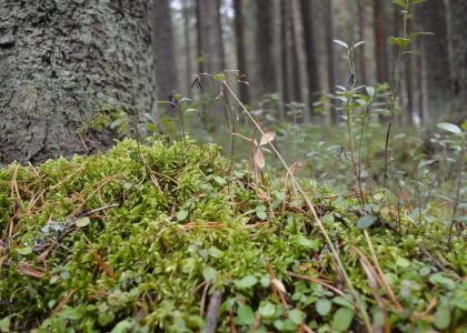 Close-up of a forest floor with lush green moss and various plants creating a serene nature scene.